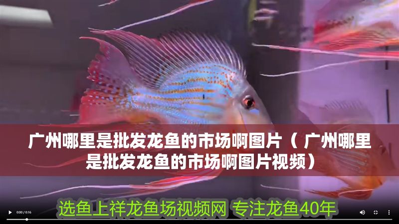 廣州哪里是批發龍魚的市場啊圖片（ 廣州哪里是批發龍魚的市場啊圖片視頻）