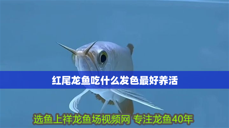 紅尾龍魚吃什么發色最好養活