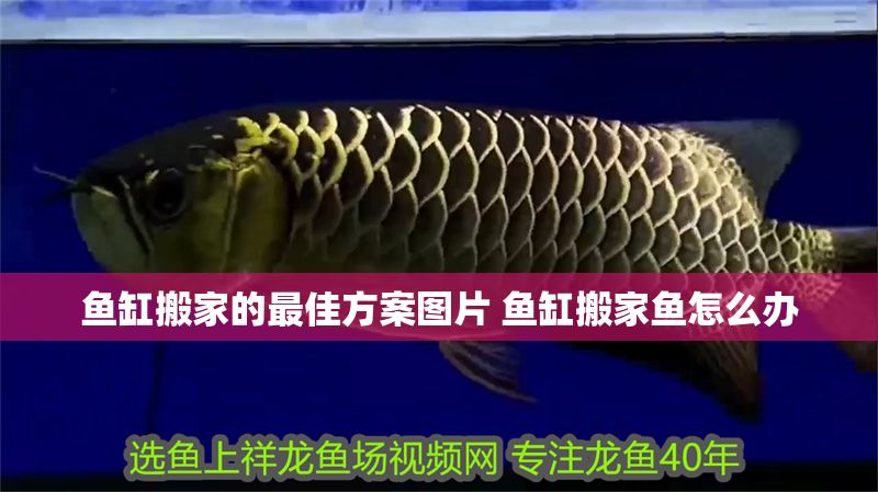 魚缸搬家的最佳方案圖片 魚缸搬家魚怎么辦 錦鯉魚百科 第1張 魚缸搬家的最佳方案圖片 魚缸搬家魚怎么辦 魚缸搬家的最佳方案圖片 魚缸搬家魚怎么辦 錦鯉魚百科 第1張