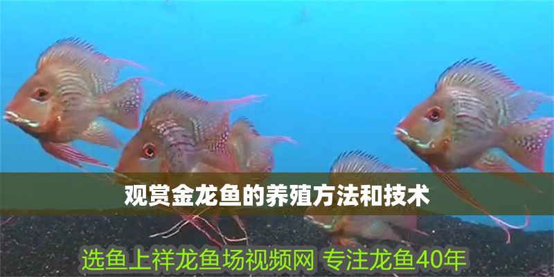 觀賞金龍魚的養殖方法和技術