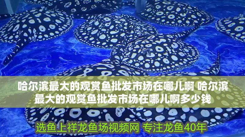 哈爾濱最大的觀賞魚批發(fā)市場在哪兒啊 哈爾濱最大的觀賞魚批發(fā)市場在哪兒啊多少錢 哈爾濱最大的觀賞魚批發(fā)市場在哪兒啊 哈爾濱最大的觀賞魚批發(fā)市場在哪兒啊多少錢 豬鼻龜百科 第1張