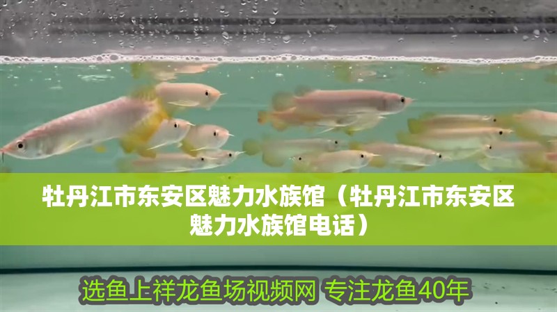 牡丹江市東安區(qū)魅力水族館（牡丹江市東安區(qū)魅力水族館電話）