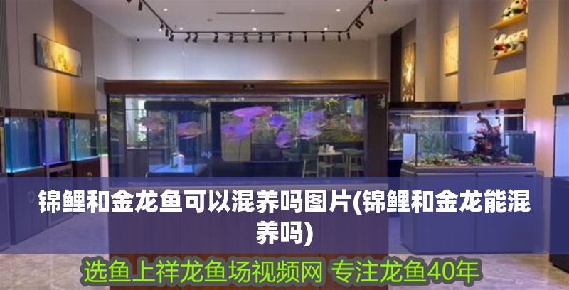 錦鯉和金龍魚可以混養嗎圖片(錦鯉和金龍能混養嗎)