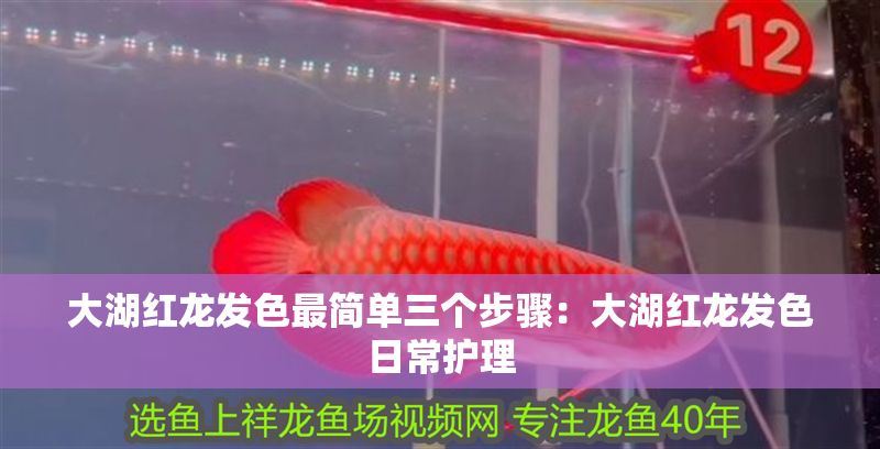 大湖紅龍發(fā)色最簡(jiǎn)單三個(gè)步驟：大湖紅龍發(fā)色日常護(hù)理