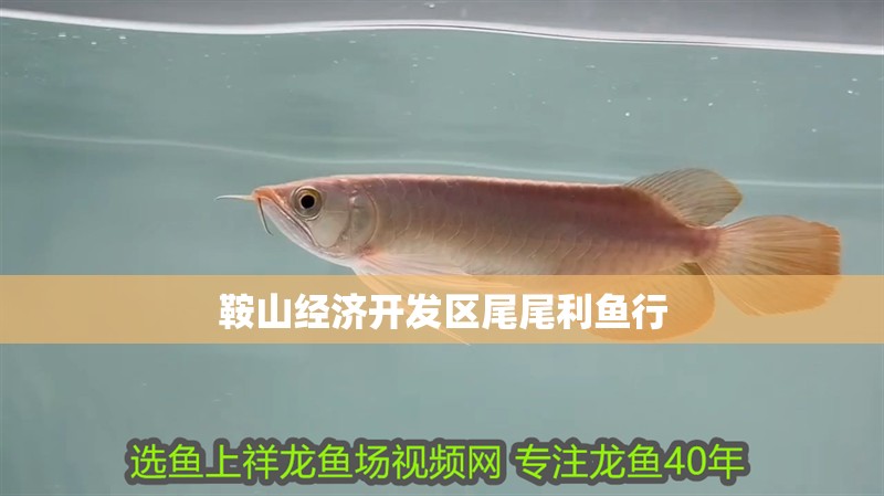 鞍山經(jīng)濟(jì)開發(fā)區(qū)尾尾利魚行