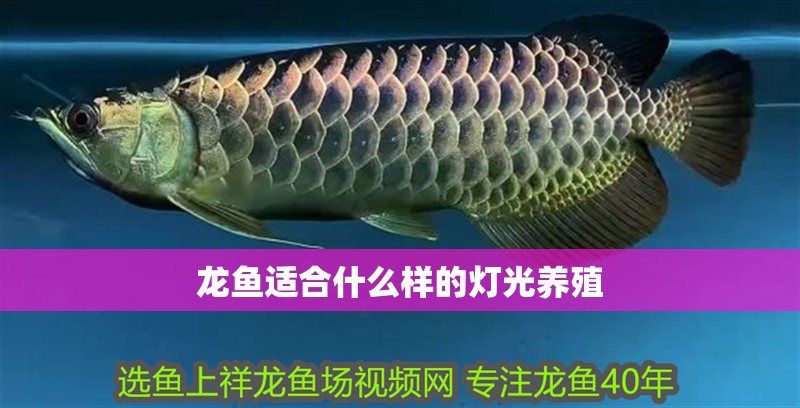 龍魚適合什么樣的燈光養殖