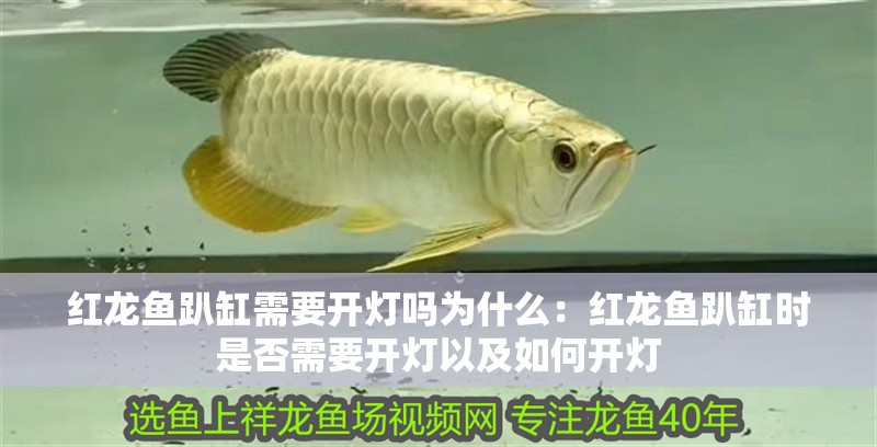 紅龍魚趴缸需要開燈嗎為什么：紅龍魚趴缸時是否需要開燈以及如何開燈