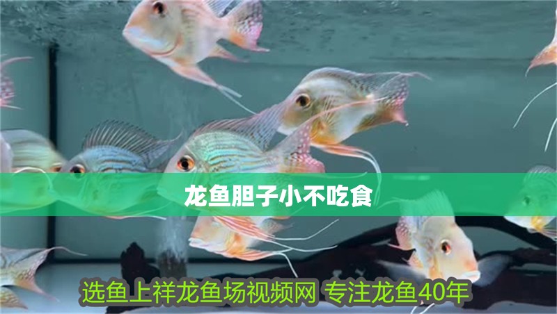 龍魚(yú)膽子小不吃食