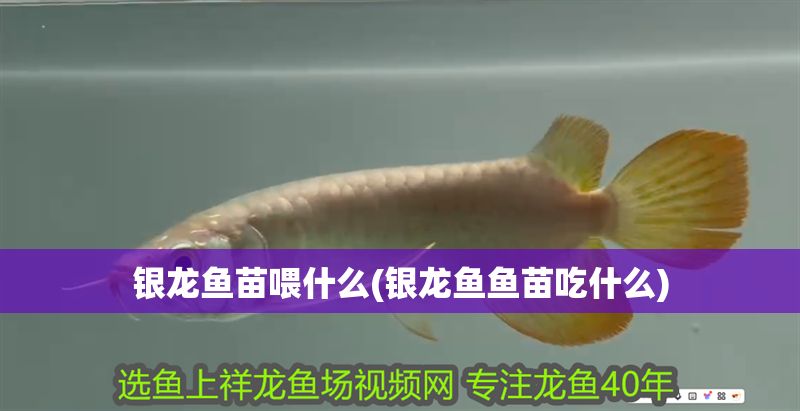 銀龍魚苗喂什么(銀龍魚魚苗吃什么)
