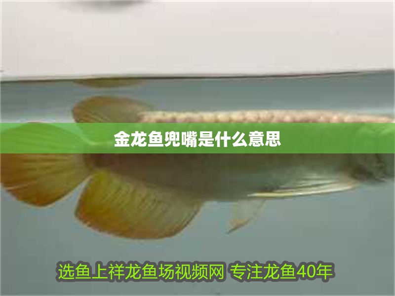 金龍魚兜嘴是什么意思