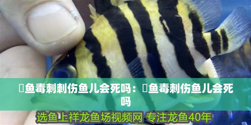 魟魚毒刺刺傷魚兒會(huì)死嗎：魟魚毒刺傷魚兒會(huì)死嗎