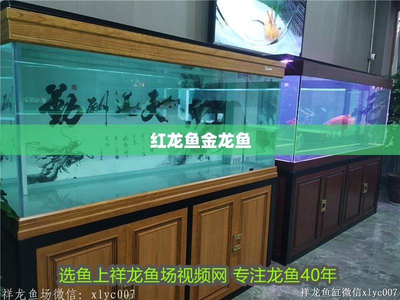 紅龍魚金龍魚