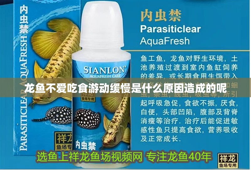 龍魚不愛吃食游動(dòng)緩慢是什么原因造成的呢