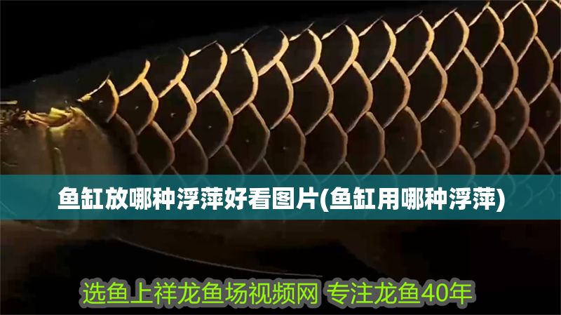 魚缸放哪種浮萍好看圖片(魚缸用哪種浮萍)