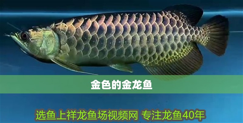 金色的金龍魚