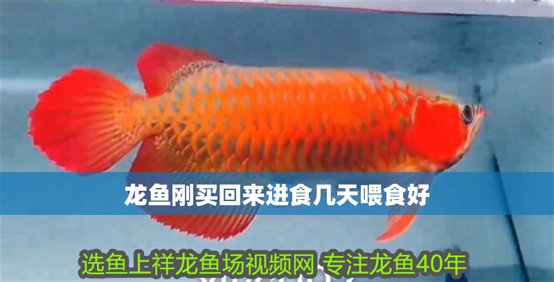 龍魚剛買回來進食幾天喂食好