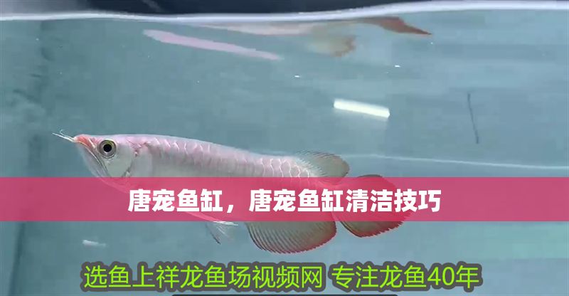 唐寵魚缸，唐寵魚缸清潔技巧