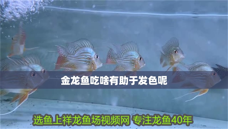 金龍魚吃啥有助于發色呢