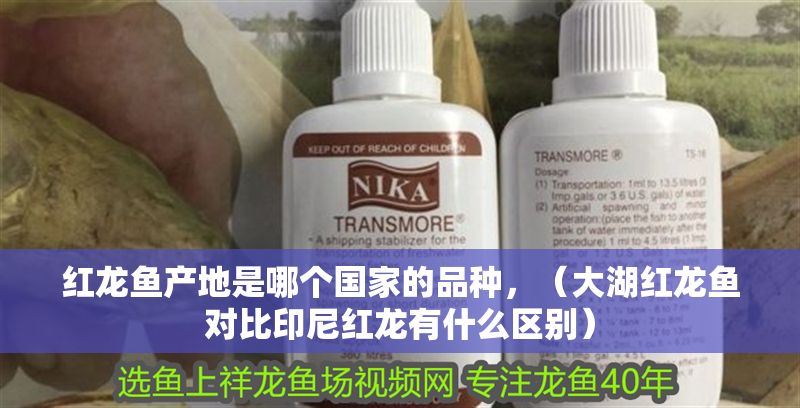 紅龍魚產(chǎn)地是哪個國家的品種，（大湖紅龍魚對比印尼紅龍有什么區(qū)別）