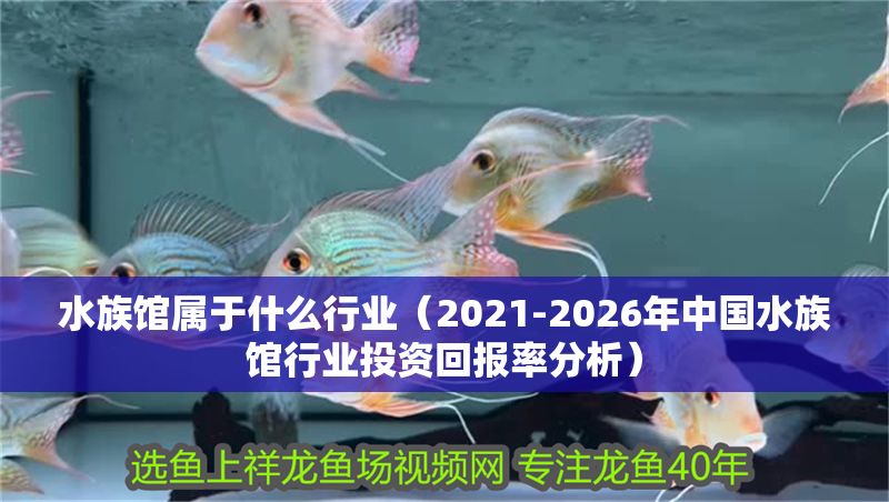 水族館屬于什么行業(yè)（2021-2026年中國水族館行業(yè)投資回報率分析）