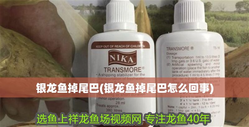 銀龍魚掉尾巴(銀龍魚掉尾巴怎么回事)