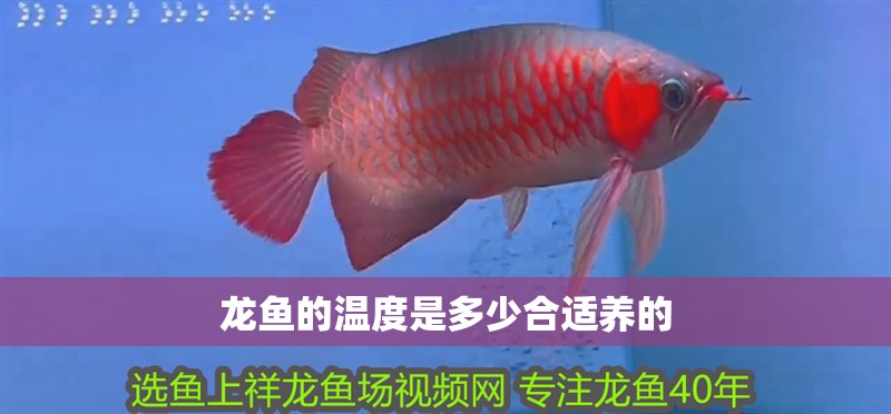 龍魚的溫度是多少合適養的