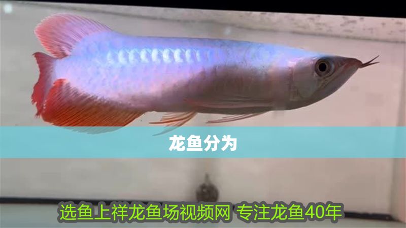 龍魚分為