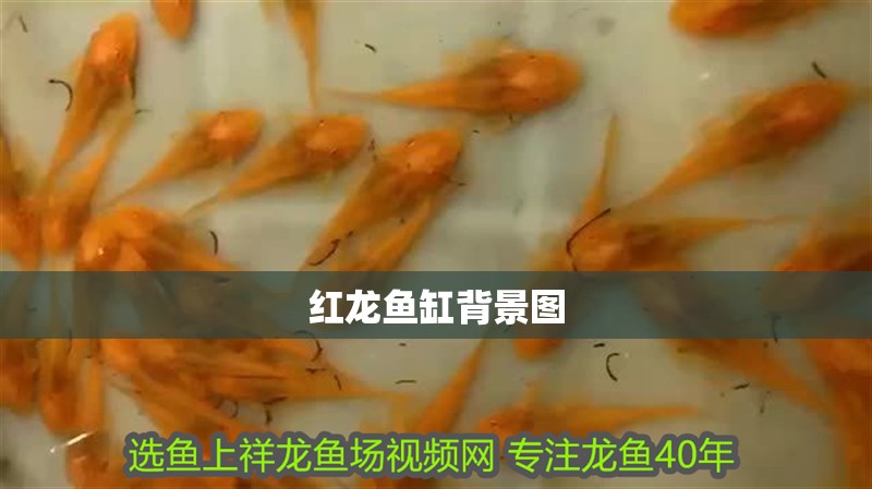 紅龍魚缸背景圖