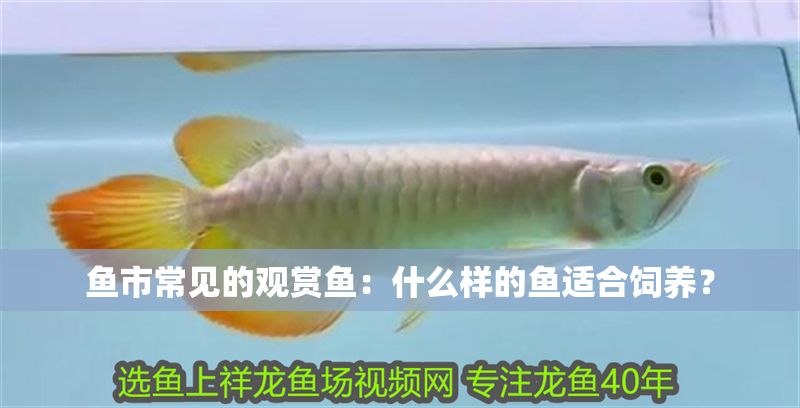魚市常見的觀賞魚：什么樣的魚適合飼養(yǎng)？
