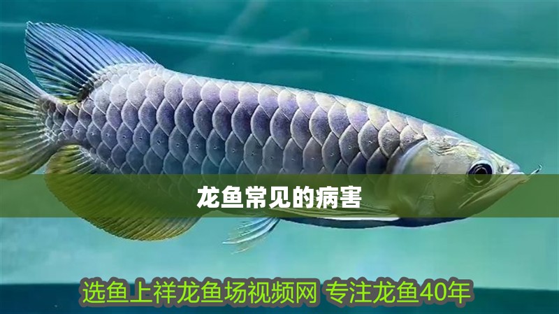 龍魚常見的病害