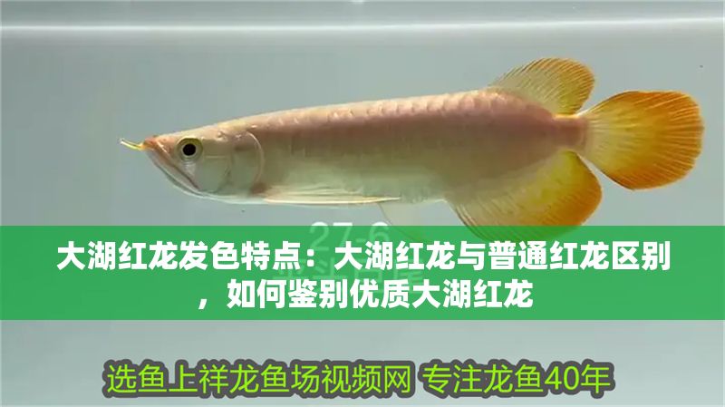 大湖紅龍發色特點：大湖紅龍與普通紅龍區別，如何鑒別優質大湖紅龍