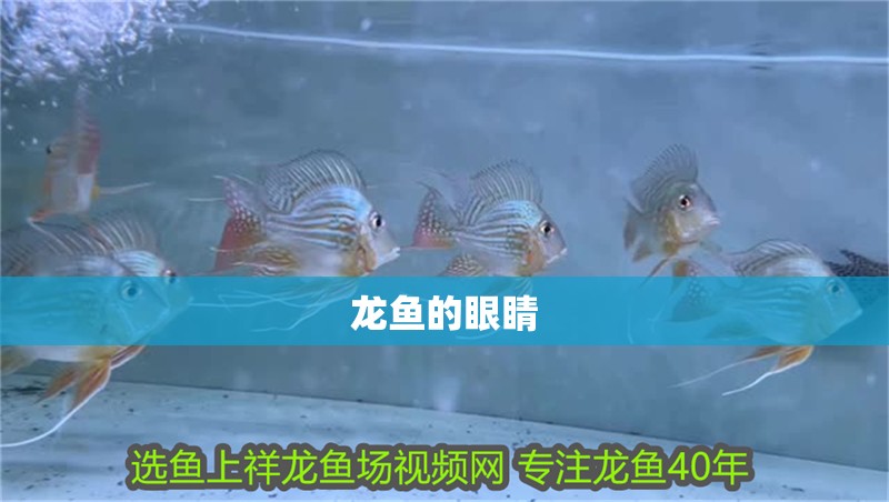 龍魚的眼睛