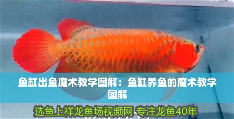 魚(yú)缸出魚(yú)魔術(shù)教學(xué)圖解：魚(yú)缸養(yǎng)魚(yú)的魔術(shù)教學(xué)圖解
