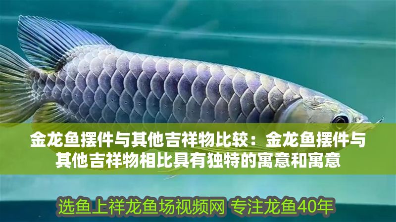 金龍魚擺件與其他吉祥物比較：金龍魚擺件與其他吉祥物相比具有獨特的寓意和寓意