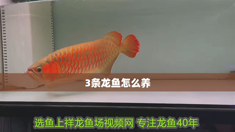 3條龍魚怎么養