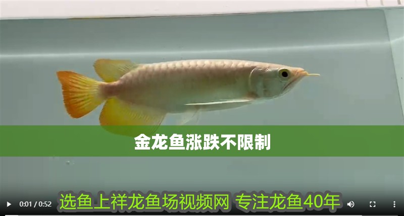 金龍魚(yú)漲跌不限制