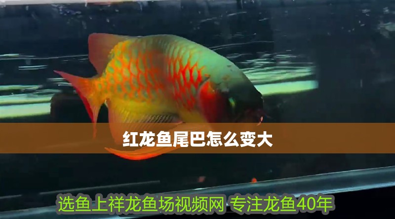 紅龍魚尾巴怎么變大