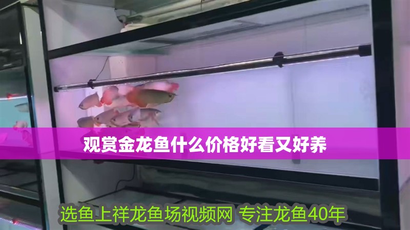 觀賞金龍魚什么價格好看又好養