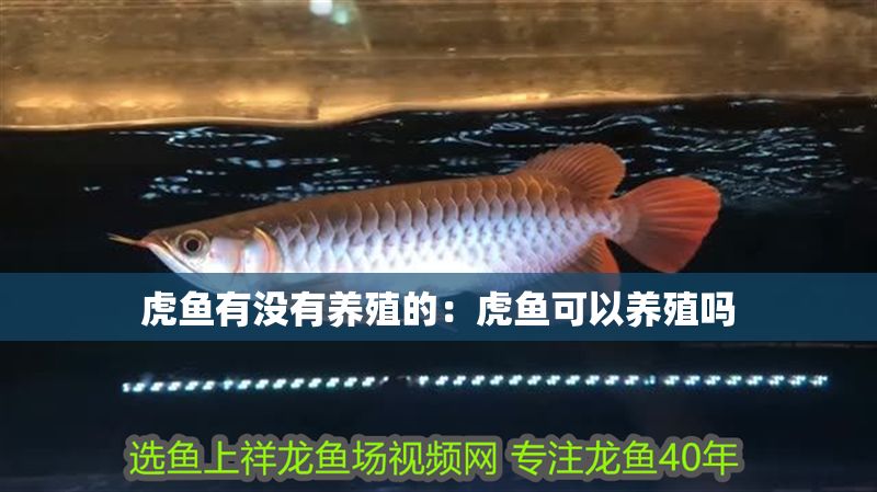 虎魚有沒有養(yǎng)殖的：虎魚可以養(yǎng)殖嗎