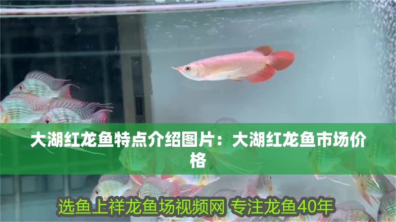 大湖紅龍魚(yú)特點(diǎn)介紹圖片：大湖紅龍魚(yú)市場(chǎng)價(jià)格