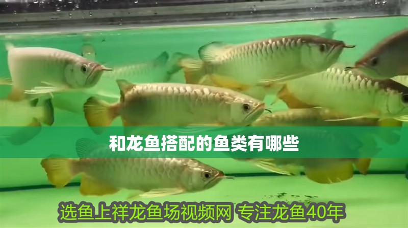 和龍魚搭配的魚類有哪些