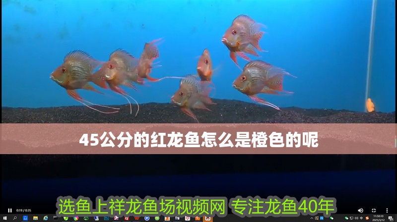 45公分的紅龍魚怎么是橙色的呢