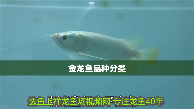 金龍魚品種分類