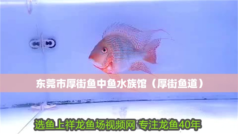 東莞市厚街魚中魚水族館（厚街魚道）