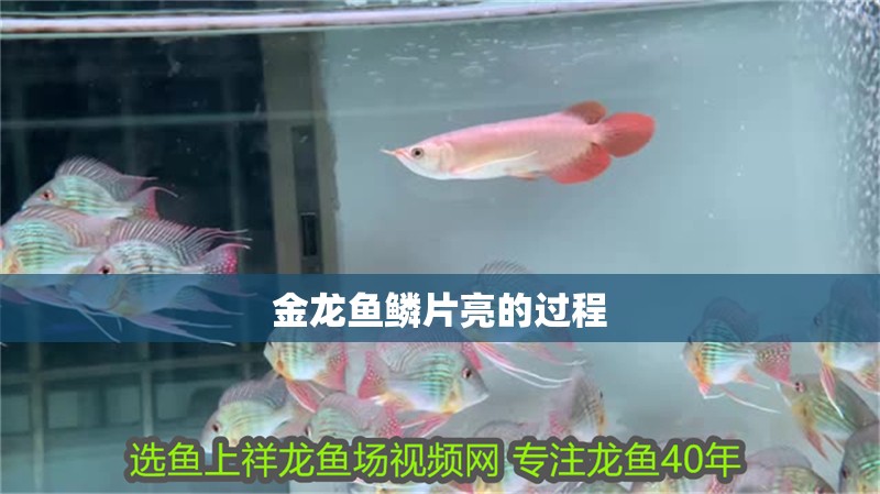 金龍魚鱗片亮的過程