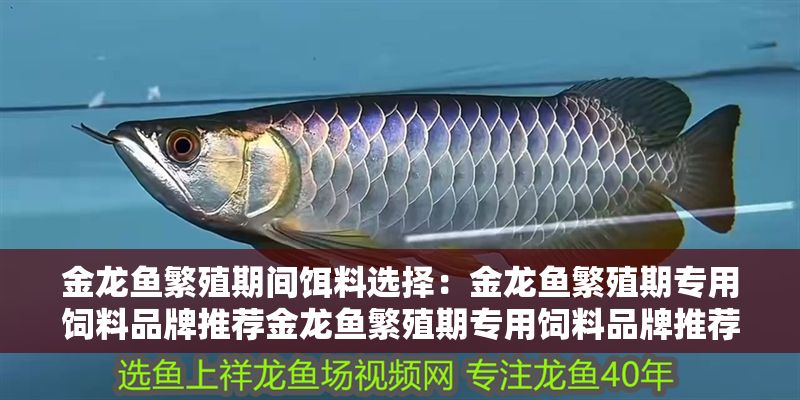 金龍魚繁殖期間餌料選擇：金龍魚繁殖期專用飼料品牌推薦金龍魚繁殖期專用飼料品牌推薦