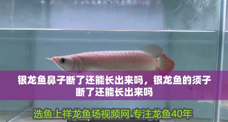 銀龍魚鼻子斷了還能長出來嗎，銀龍魚的須子斷了還能長出來嗎
