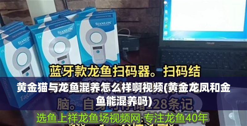 黃金貓與龍魚(yú)混養(yǎng)怎么樣啊視頻(黃金龍鳳和金魚(yú)能混養(yǎng)嗎)