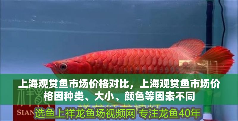 上海觀賞魚市場價格對比，上海觀賞魚市場價格因種類、大小、顏色等因素不同 上海觀賞魚市場價格對比，上海觀賞魚市場價格因種類、大小、顏色等因素不同 虎魚百科 第1張