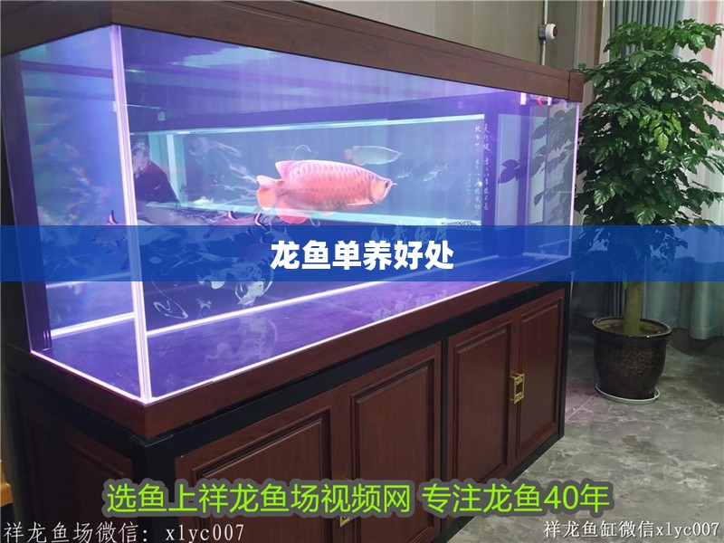 龍魚單養好處